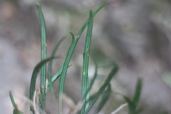 Ophiopogoneae