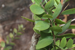 Melaleuca viridiflora