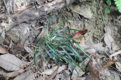 Ophiopogoneae