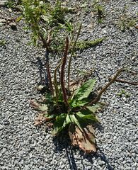 Plantago depressa