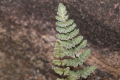 Cheilanthes brownii