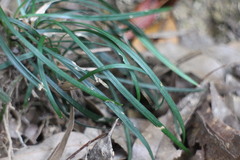 Ophiopogoneae