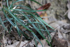 Ophiopogoneae