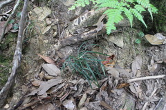 Ophiopogoneae