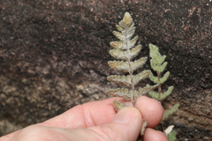 Cheilanthes brownii