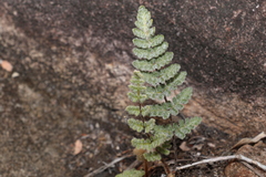 Cheilanthes brownii