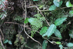 Hymenophyllum fujisanense