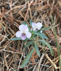 Viola arborescens