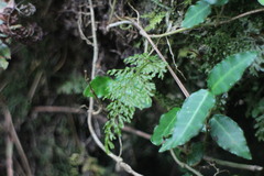 Hymenophyllum fujisanense