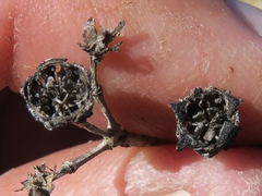 Stoeberia frutescens