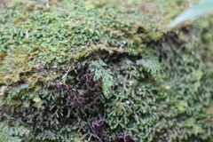 Hymenophyllum fujisanense