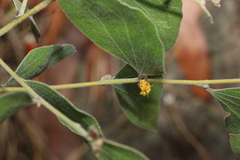 Acacia humifusa