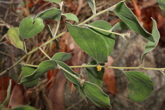 Acacia humifusa
