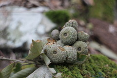 Lithocarpus amygdalifolius