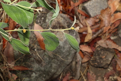 Acacia humifusa