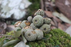 Lithocarpus amygdalifolius