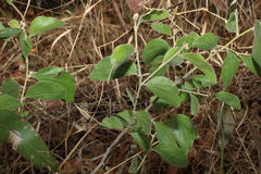 Acacia humifusa
