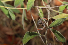 Acacia humifusa
