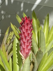 Quesnelia quesneliana