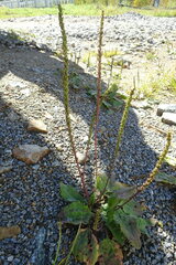 Plantago depressa