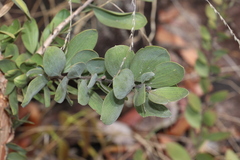 Melaleuca viridiflora