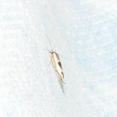 Stathmopoda megathyma