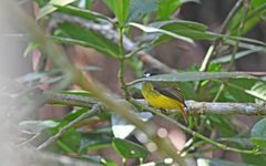 Myiotriccus ornatus