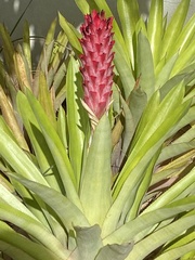 Quesnelia quesneliana