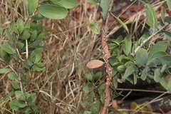 Melaleuca viridiflora