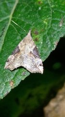 Hypena laceratalis