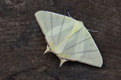 Ourapteryx sciticaudaria