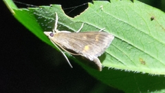 Ostrinia