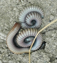 Ommatoiulus rutilans