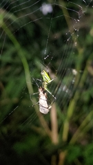 Leucauge celebesiana