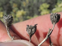 Stoeberia frutescens