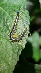 Scolopendra mutilans