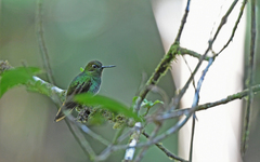 Haplophaedia aureliae