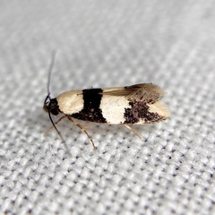 Delophanes anthracephala