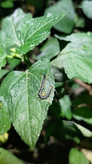 Scolopendra mutilans