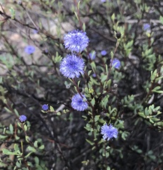 Globularia alypum
