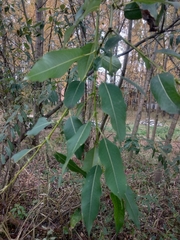Salix triandra