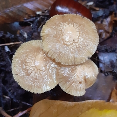 Inocybe geophylla