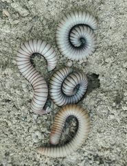 Ommatoiulus rutilans