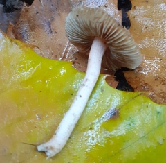 Inocybe geophylla
