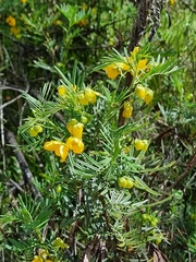 Senna aciphylla