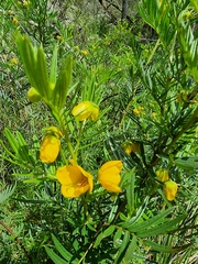 Senna aciphylla