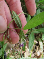 Glycine cyrtoloba