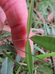 Glycine cyrtoloba