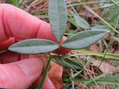 Glycine cyrtoloba