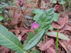Glycine cyrtoloba